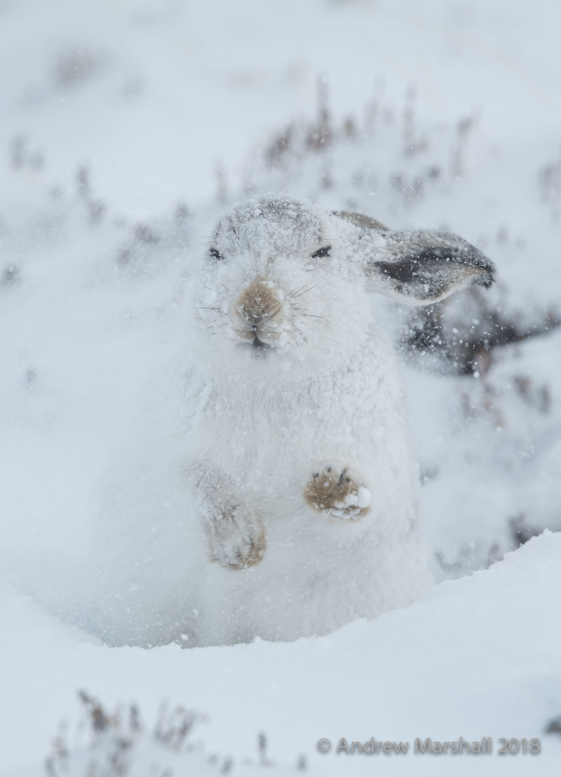 Snow in the ears!