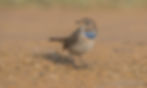 Bluethroat D82_3649