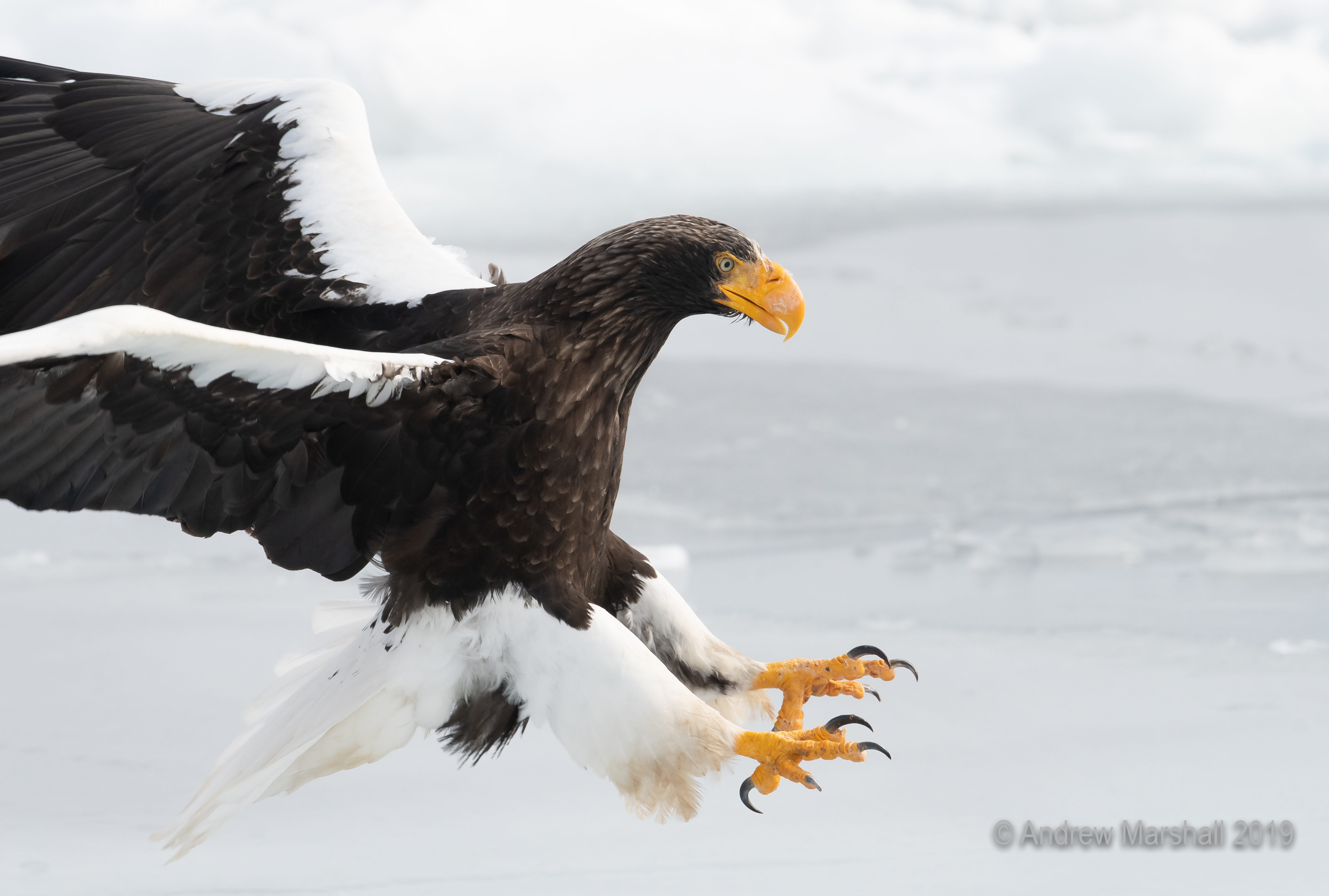 Talons out!