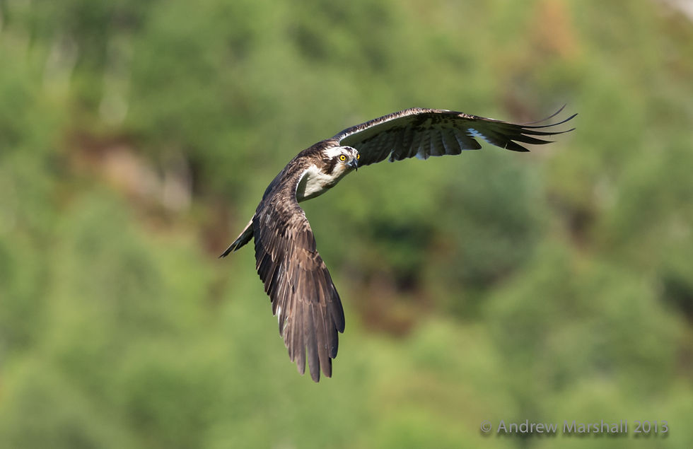 On the wing.
