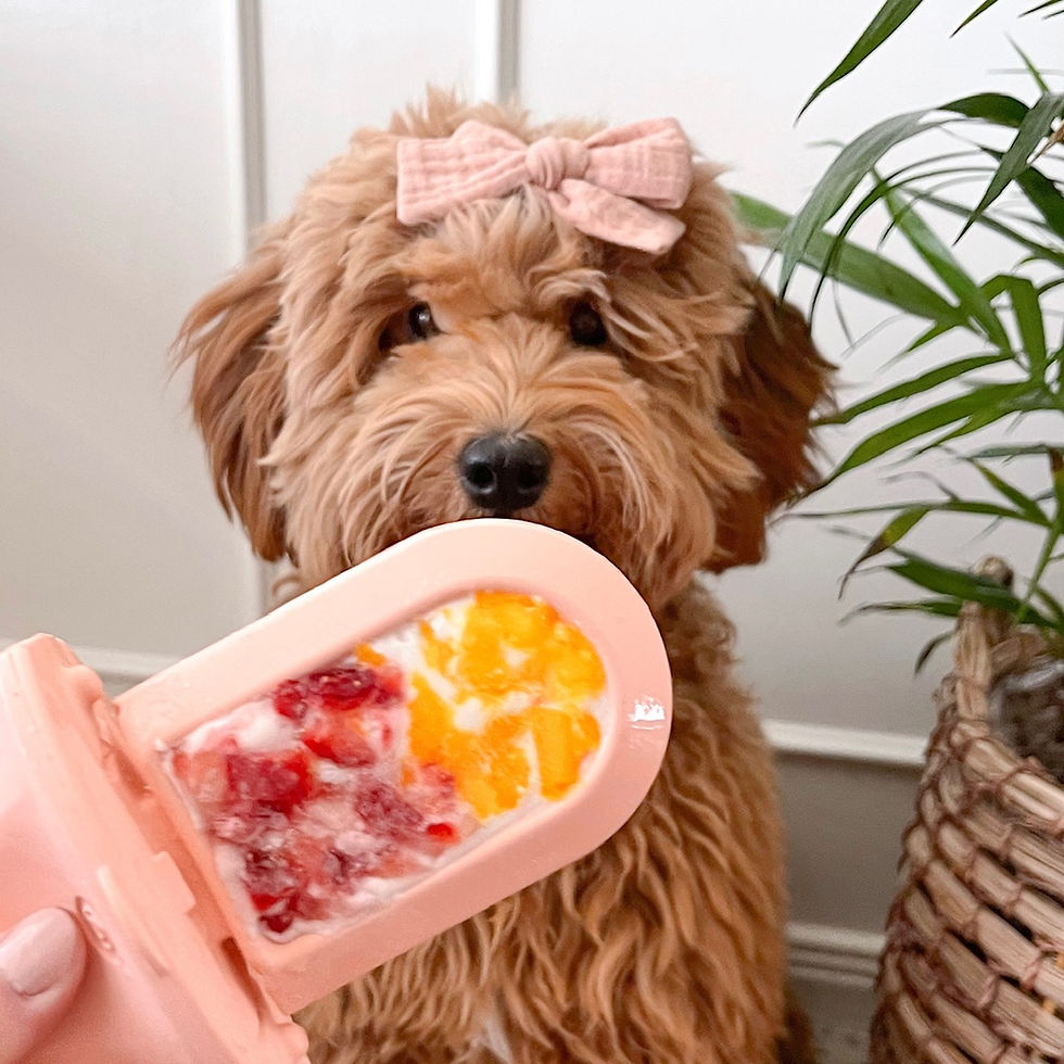 Thumbnail: Groov Crate Training Aid