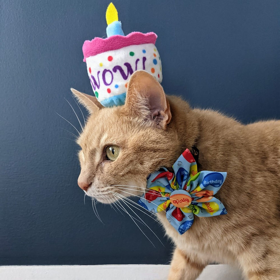 Thumbnail: Mewow Cake