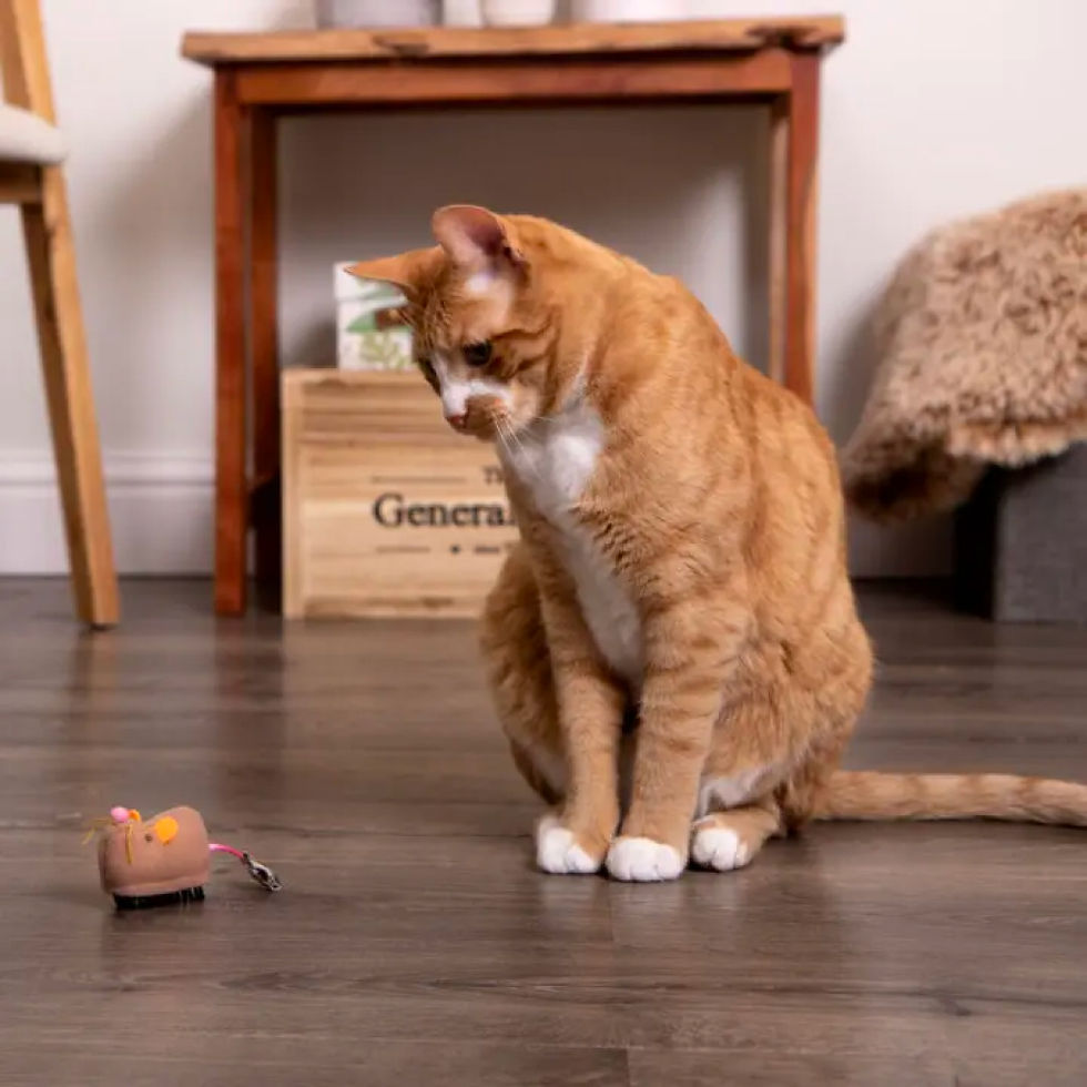 Thumbnail: Meandering Electronic Mouse