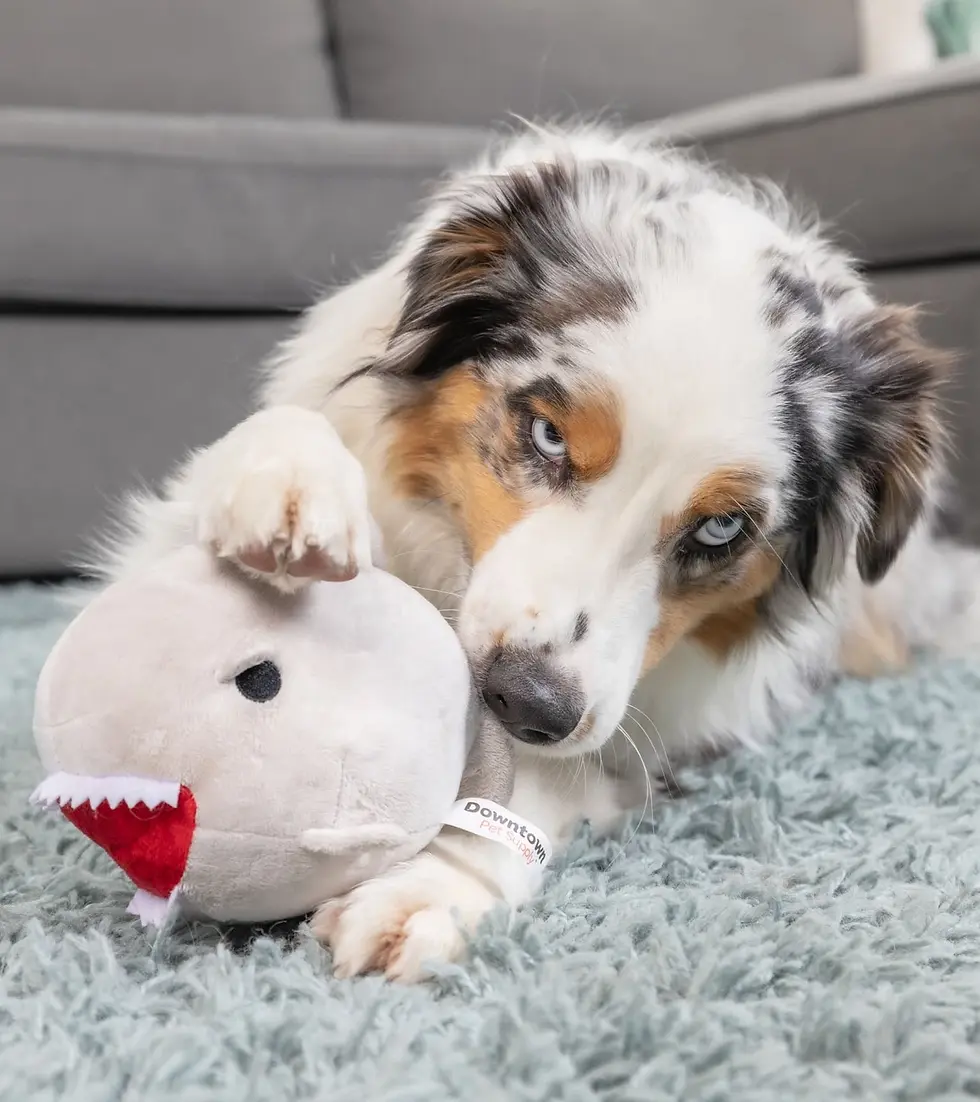 Thumbnail: 3 Toys in 1 Shark