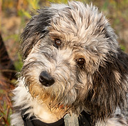 6 month old blue merle aussiedoodle in a field..jpg
