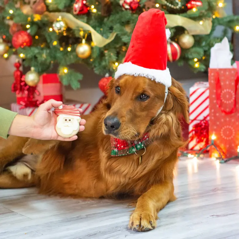 Thumbnail: Santa Cookie