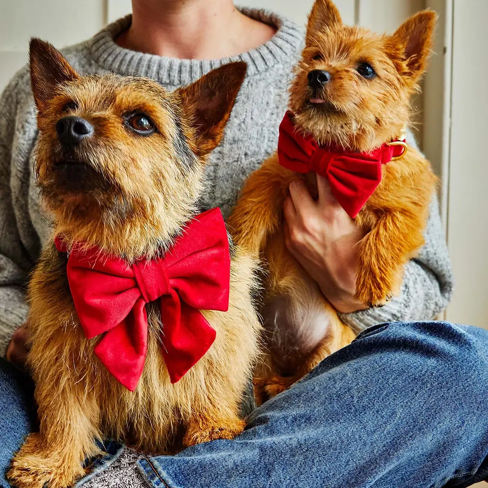 Thumbnail: Cranberry Velvet Collar Bow