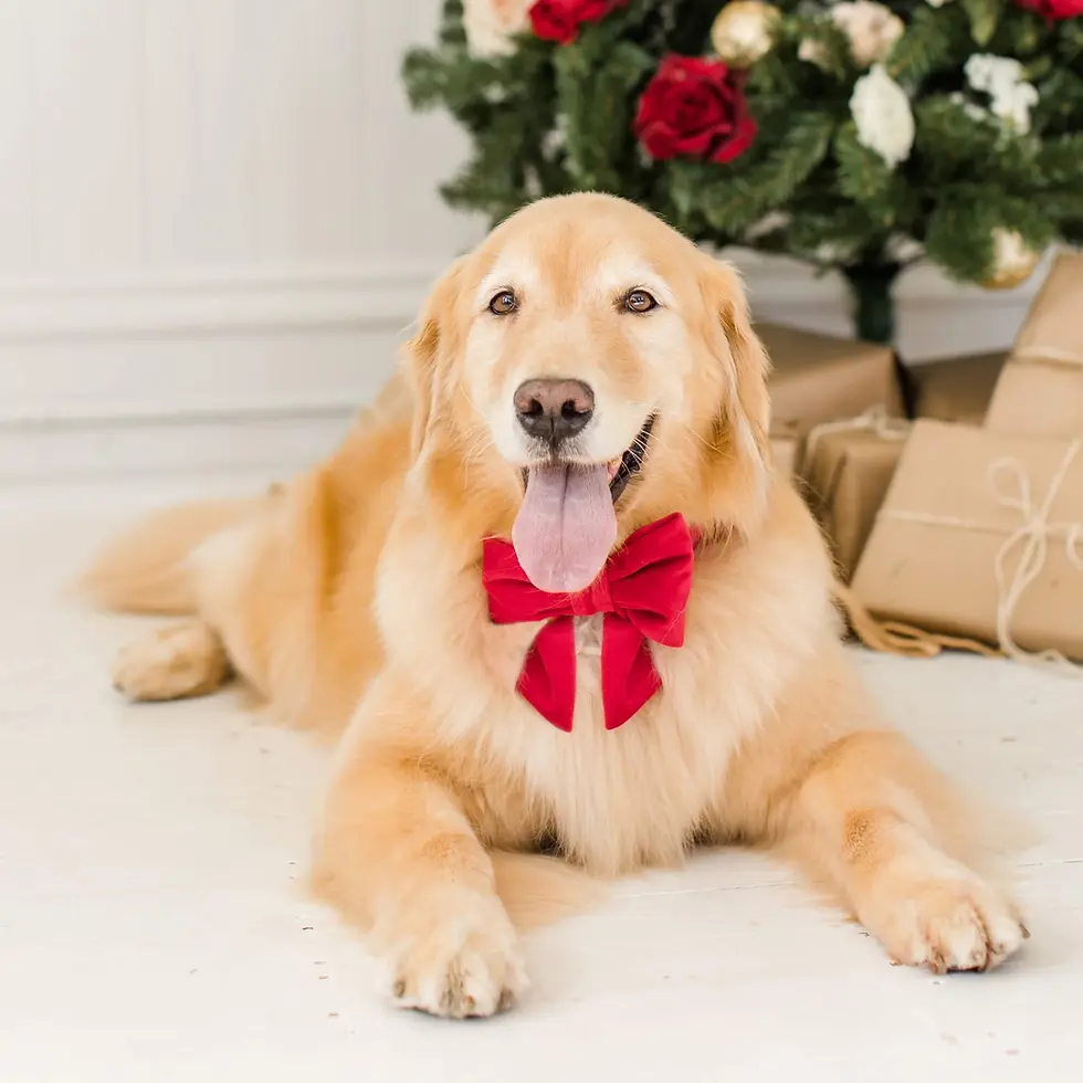 Thumbnail: Cranberry Velvet Collar Bow