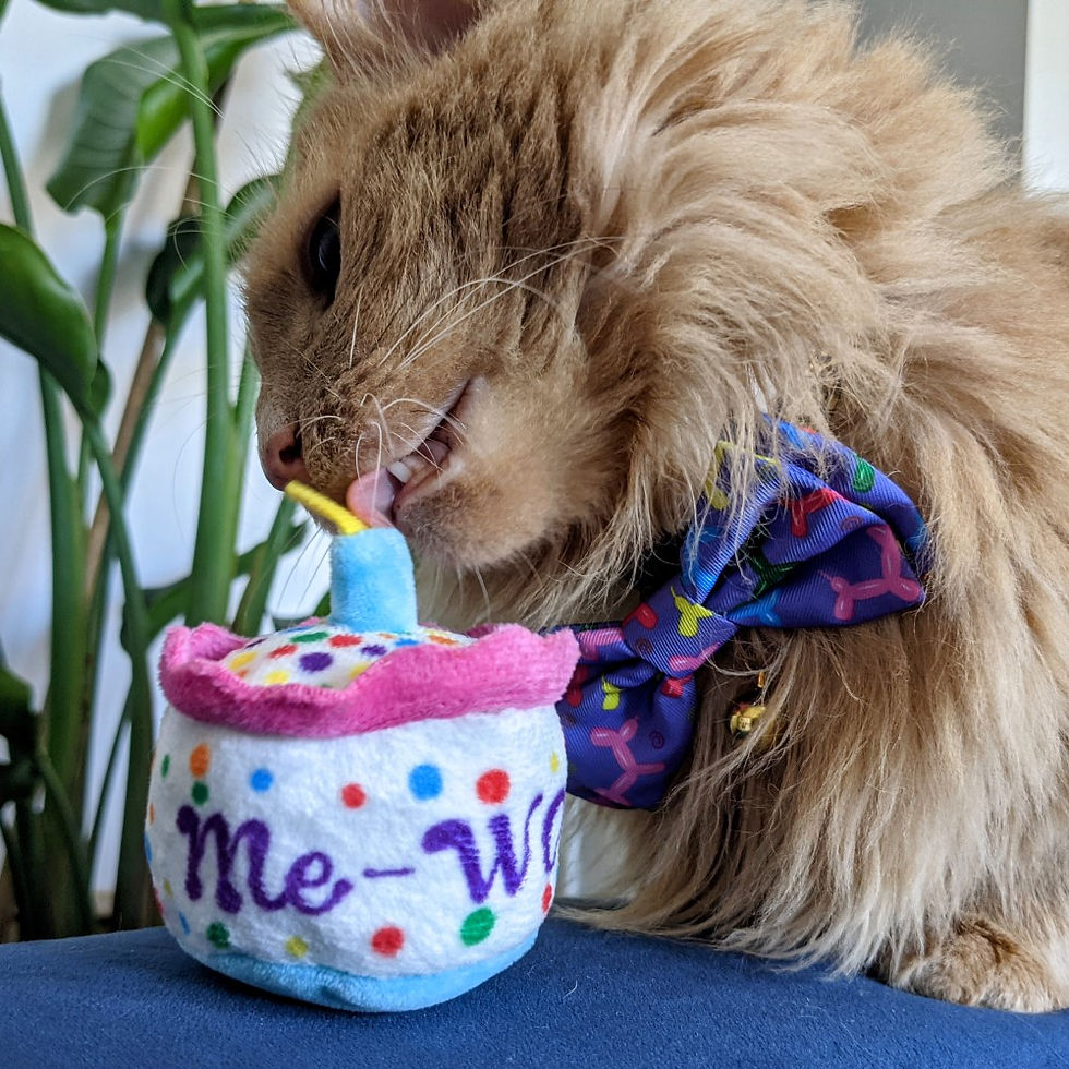 Thumbnail: Mewow Cake