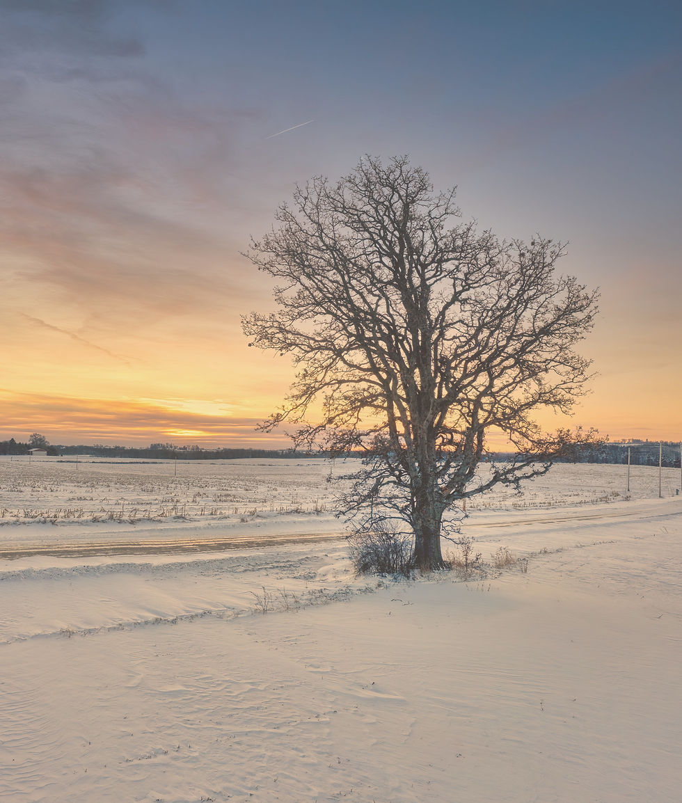 Tree in field