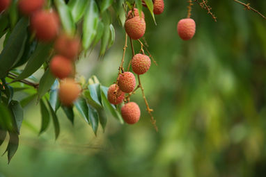 Litchis frais à déguster pendant le stage à la réunion.