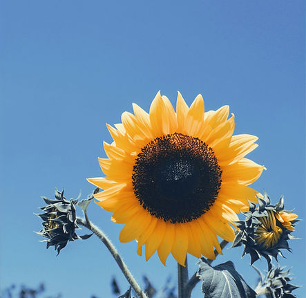 Sunflower_edited.jpg
