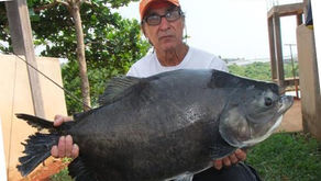 Clube Pescar – O retorno da Equipe Fishingtur com amigos ao reduto dos Gigantes no Cerrado Brasileir