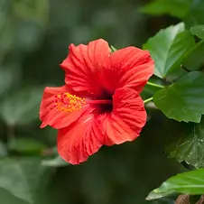 Red_Tropical_Hibiscus_Tree_2_BB_1024x1024.webp