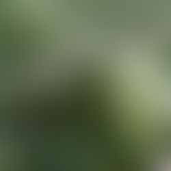 Central Expressway Pallewela Bypass road