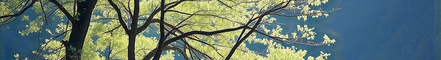 tree by water_edited.jpg