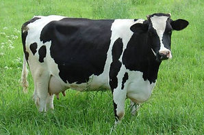 cow2.jpeg