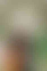 Family photo underneath the cherry tree blooms