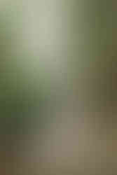 photo of bride smiling on tree swing