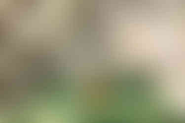 Mom and baby girl walking underneath the blooming cherry trees