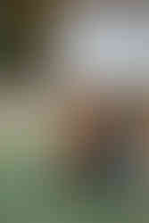 wedding ceremony setup