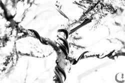 bonsai bondage-8