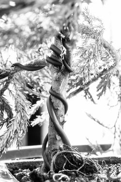 bonsai bondage-6