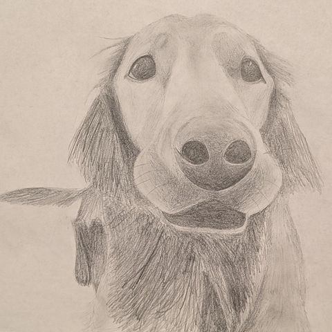 For Your Furry Friends