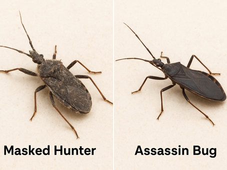 the difference between the masked hunter and assassin bug
