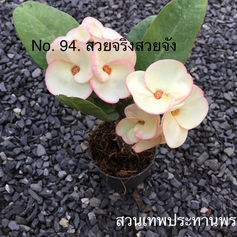 LINE_ALBUM_211018_0.jpg