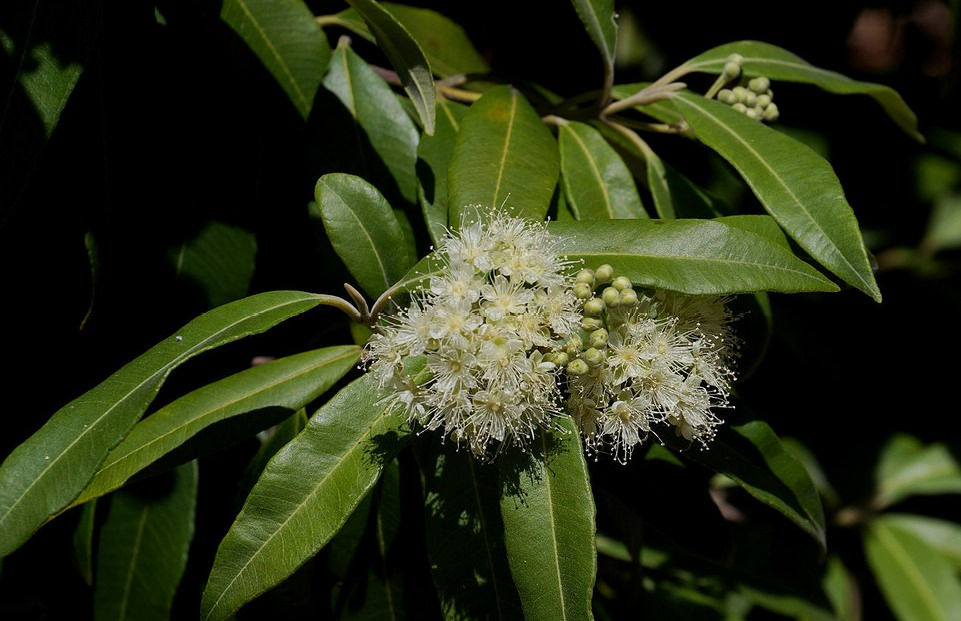 Getting to know Lemon Myrtle