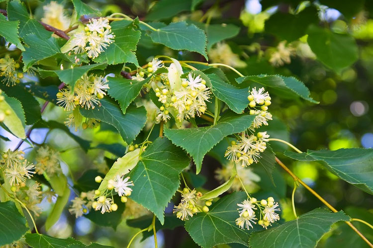 Getting to know Linden Flowers