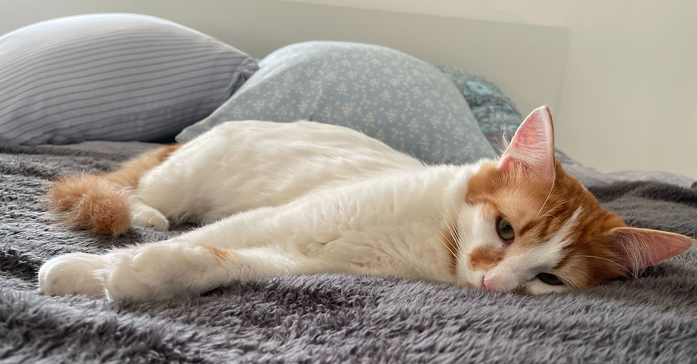 chat qui se gratte