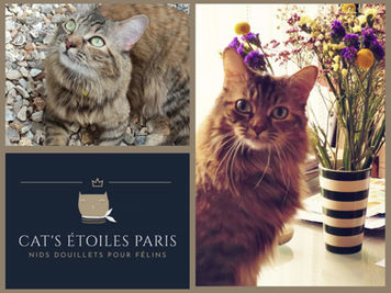 OUVERTURE CE JOUR DE "CAT'S ÉTOILES PARIS", 7 AVRIL 2023 !