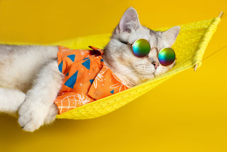 DES VACANCES D'ÉTÉ POUR FÉLINS !