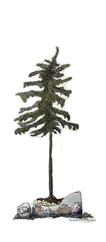 LONE PINE (30 x 10 cm) (10 x 30 in) (1).jpg