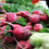 Thumbnail: Radishes - Per Bag