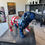 Miniaturbild: English Bulldog