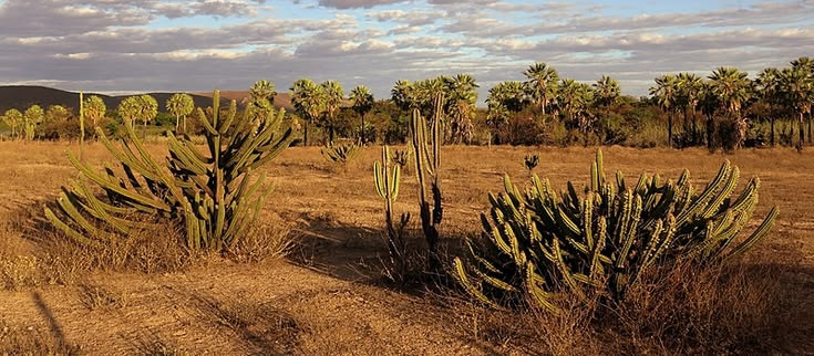A Caatinga é um bioma exclusivamente brasileiro, marcado por condições ambientais muito particulares: altas temperaturas, chuvas irregulares e longos períodos de estiagem.