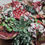 Thumbnail: Home for the Holidays Paper Flower Vase Filler