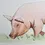 Thumbnail: Pig Print