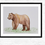 Thumbnail: Bear Print