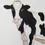 Thumbnail: Cow Print