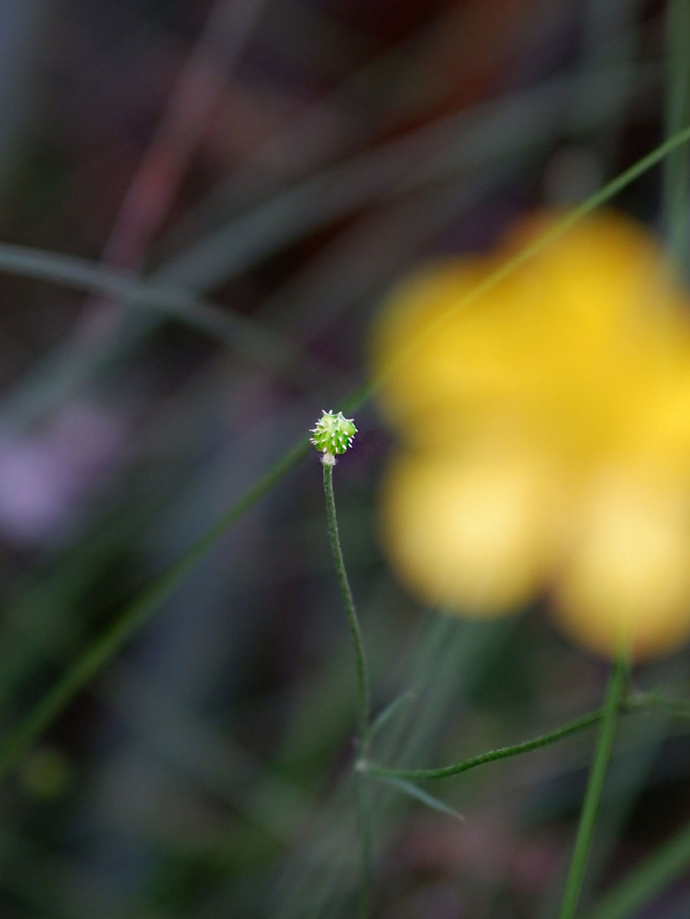 Macro shot of textured bud