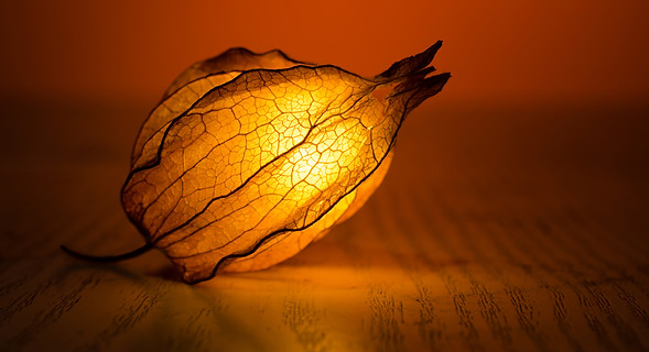 Illuminated Flower Bud