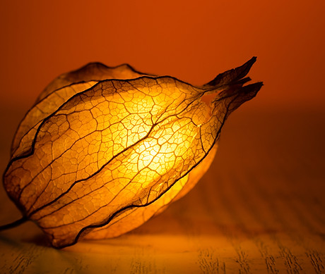 Iluminado Flower Bud