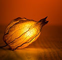 Illuminated Flower Bud
