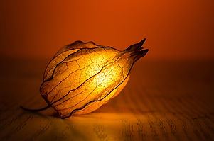 Illuminated Flower Bud