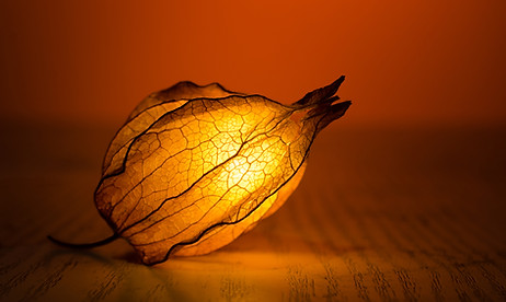 Iluminado brote de flor