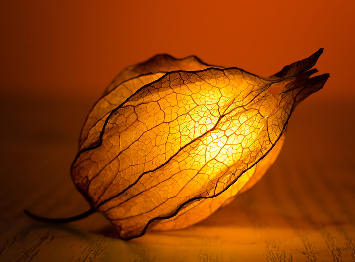 Illuminated Flower Bud